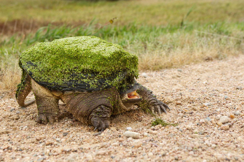 A large snapping covered in chickweed crossing the road to a pasture.