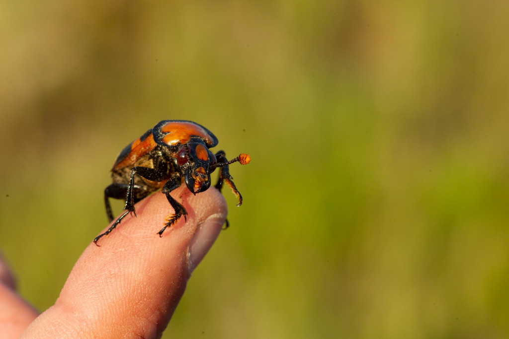 American burying beetle on the tip of a finger.