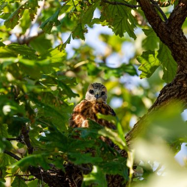 A juvenile Mississippi kite sits in its nest.