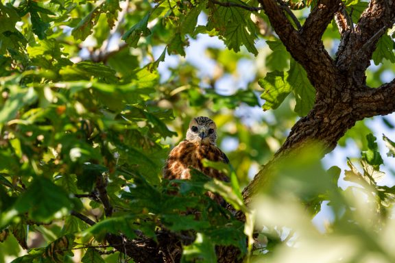 A juvenile Mississippi kite sits in its nest.