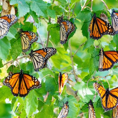 A large number of monarch butterflies cling to the branches of a tree