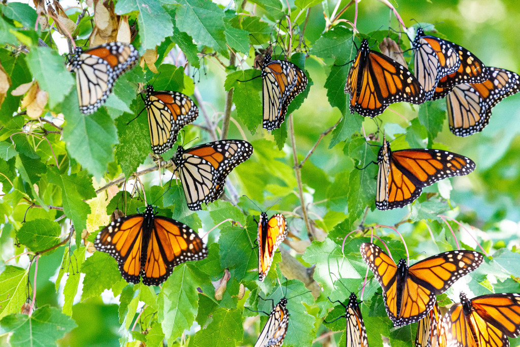 A large number of monarch butterflies cling to the branches of a tree 