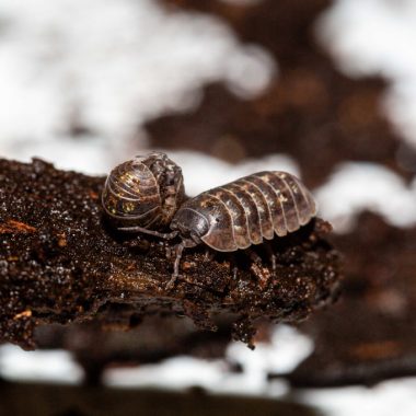 Two pillbugs on a piece of wood.