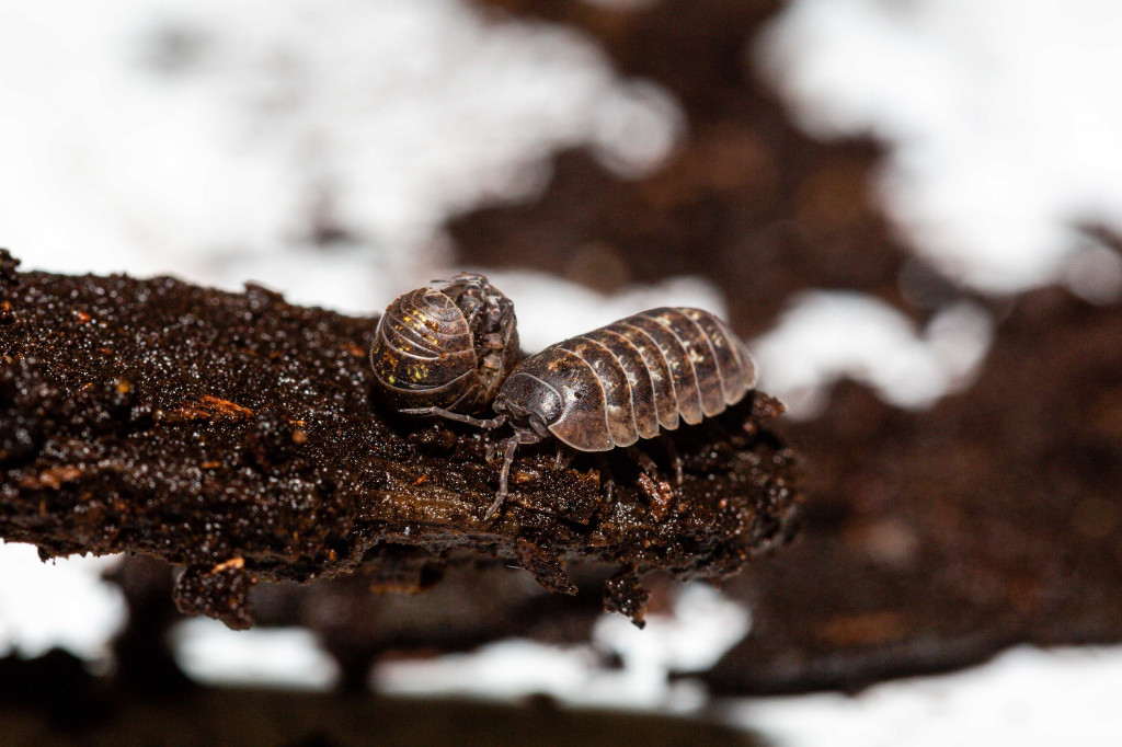 Two pillbugs on a piece of wood.