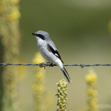 A small gray and white bird sits on barbed wire fence