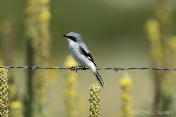 A small gray and white bird sits on barbed wire fence