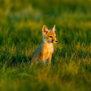 a swift fox sits in a green short-grass prairie