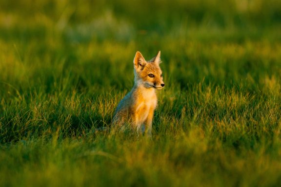 a swift fox sits in a green short-grass prairie