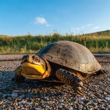 Blanding's Turtle at Merritt Reservoir SRA