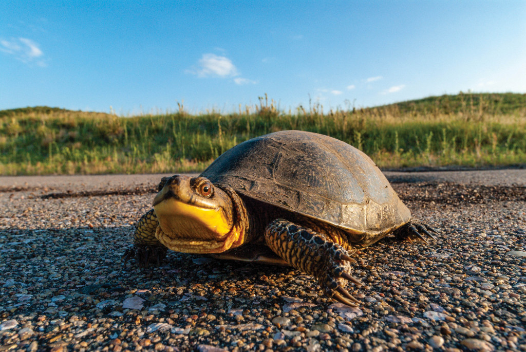 Blanding's Turtle at Merritt Reservoir SRA