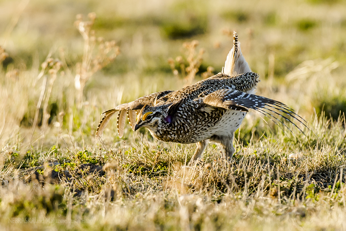 Sharp-tailed grouse on lek