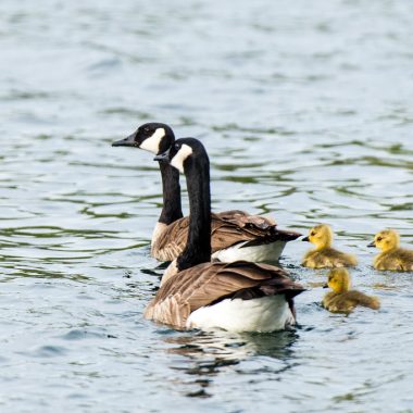 Two geese and two ducklings swim through water