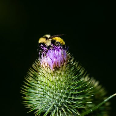 A bumble bee on a Canada thistle.