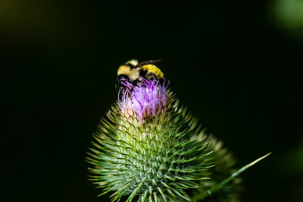 A bumble bee on a Canada thistle.