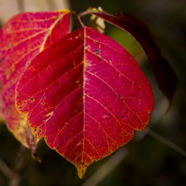 Poison ivy leaves in fall