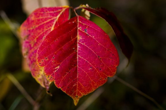 Poison ivy leaves in fall