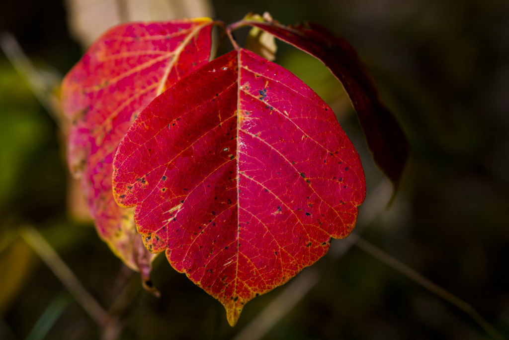 Poison ivy leaves in fall