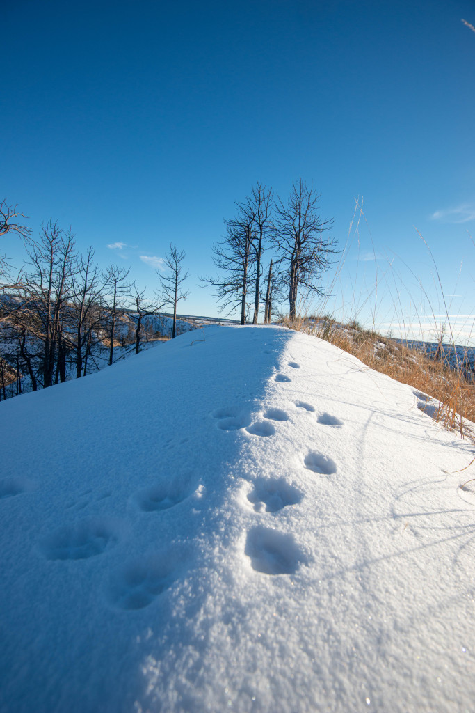 Coyote tracks in snow.