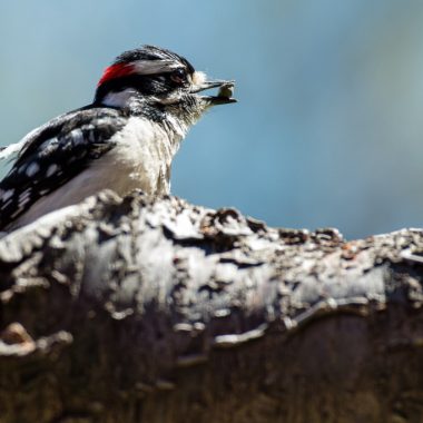 Male downy woodpecker in a tree.