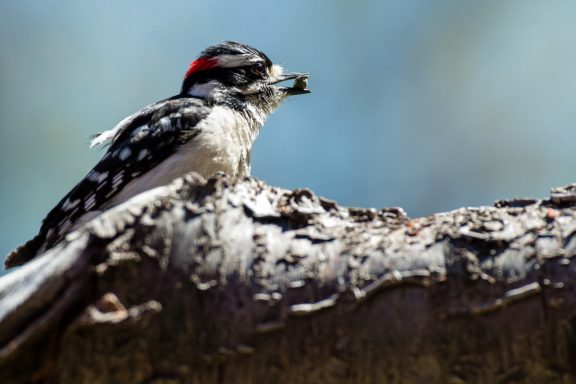 Male downy woodpecker in a tree.