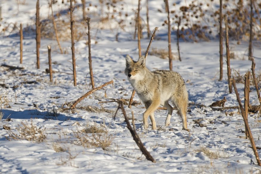 a coyote walks through a snow covered landscape