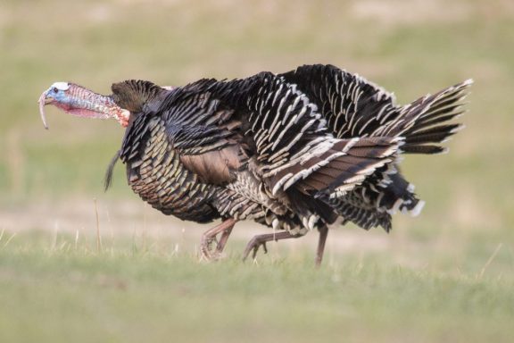 Tom turkeys in the Pine Ridge