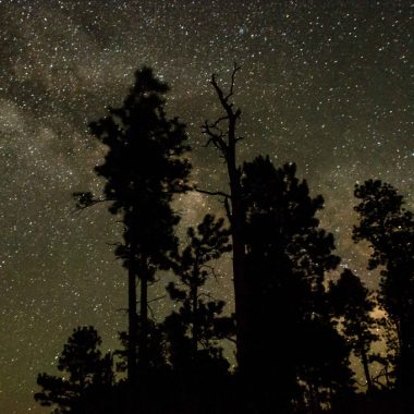 A row of tall deciduous trees is silhouetted against the Milky Way and a dark sky