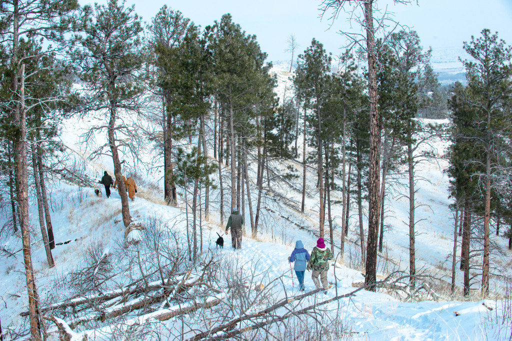 Hikers walking among pine trees in the snow.