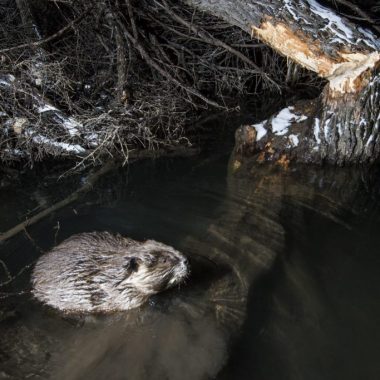 Beaver swimming near felled tree