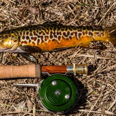 Fly rod and reel with tiger trout