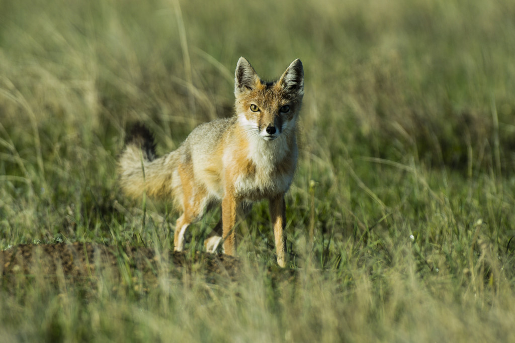 a swift fox stares at the camera