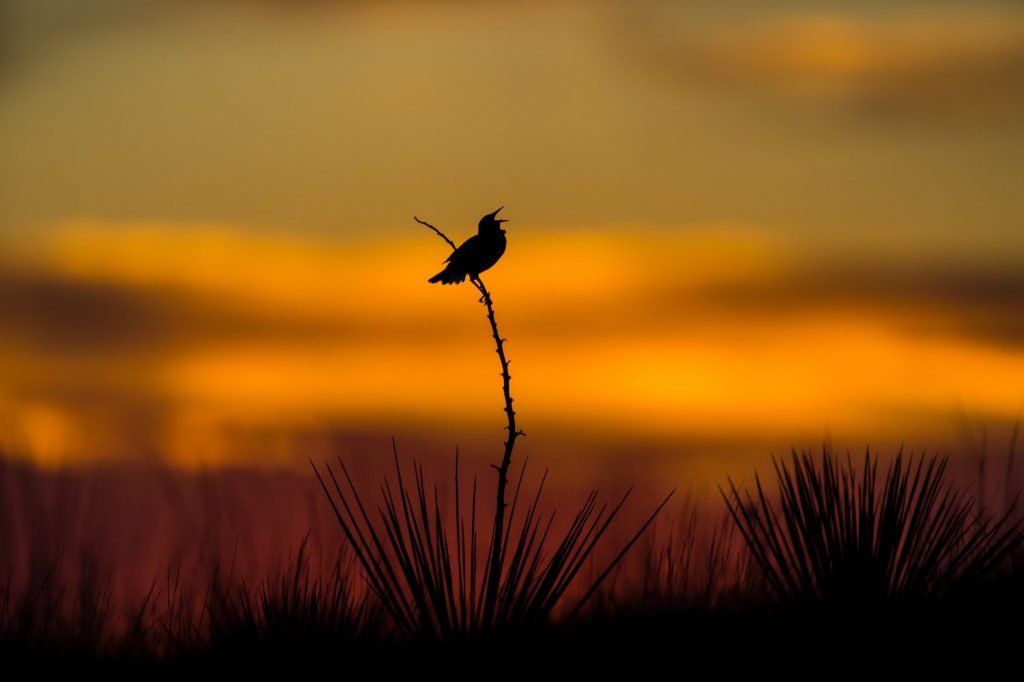 Western meadowlark singing at sunrise