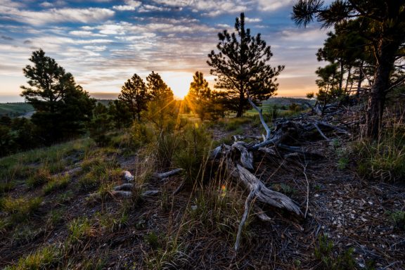 Pine forest at Peterson Wildlife Management Area