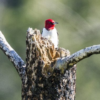 Red-headed woodpecker on ponderosa pine tree