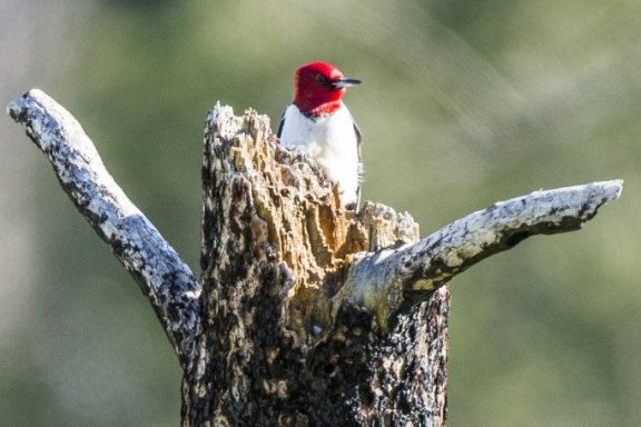 Red-headed woodpecker on ponderosa pine tree