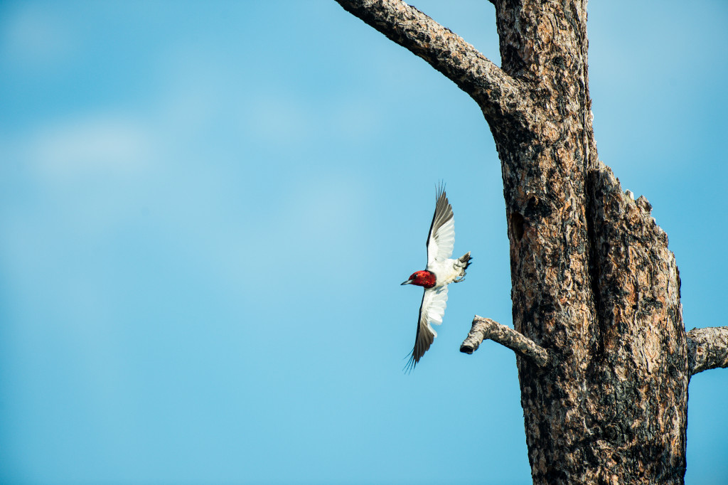 A red-headed woodpecker flying from its nest.