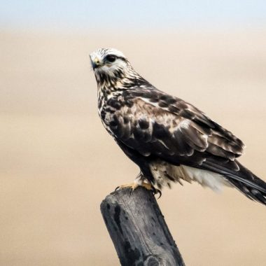 Rough-legged hawk