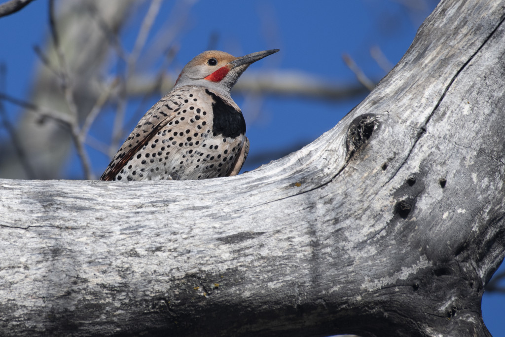 A Northern Flicker in a tree.