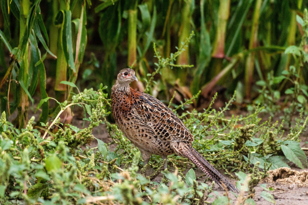 A young-of-the-year ring-necked pheasant near a cornfield.