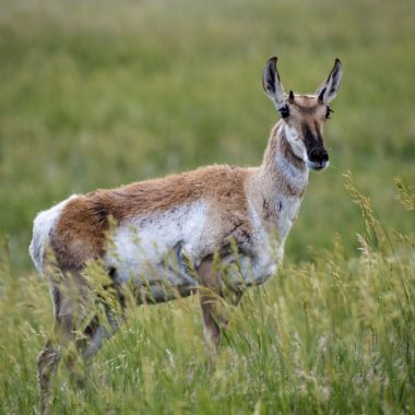 A pronghorn standing in a prairie.