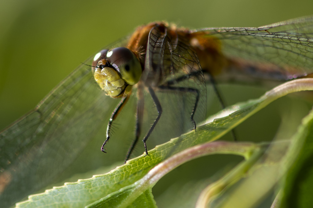 A detail shot of a dragonfly's eyes, which are yellow-ish green