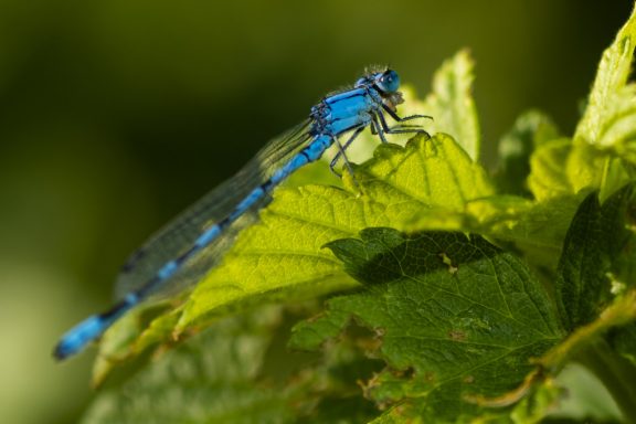 A blue damselfly rests on a bright green leaf