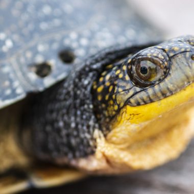 A close-up view of a blanding's turtle head and eye