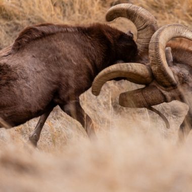 Bighorn Sheep colliding