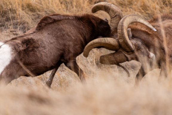 Bighorn Sheep colliding