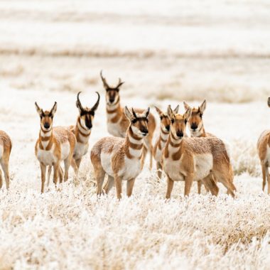 Pronghorn herd in snow and frost