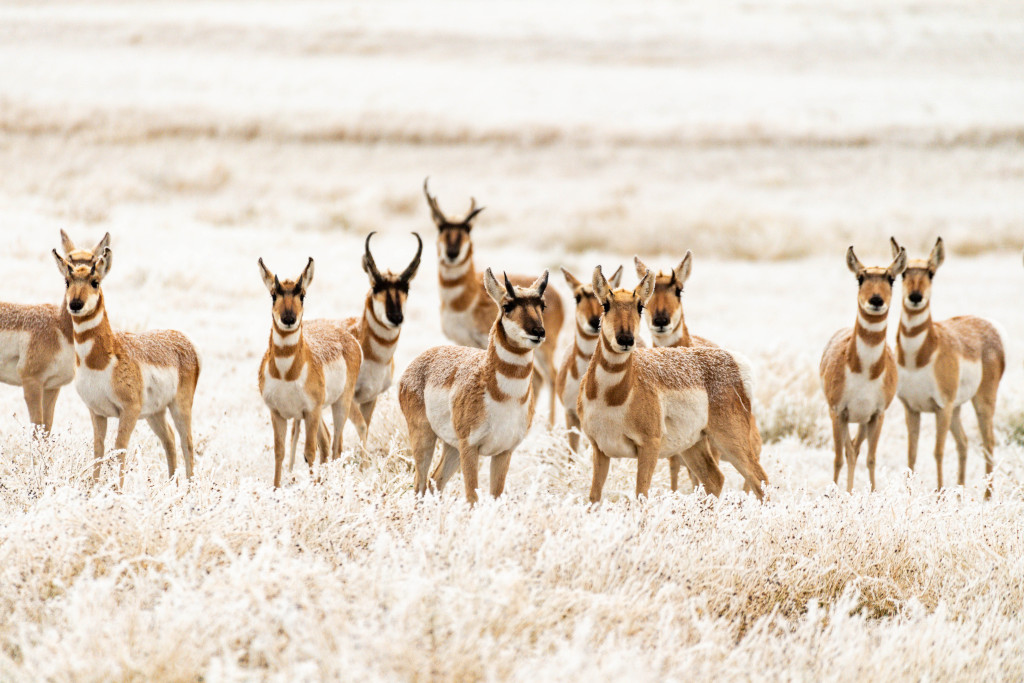 Pronghorn herd in snow and frost