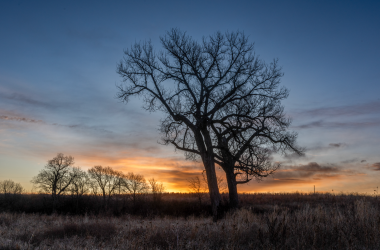 A cottonwood tree during winter at sunset.