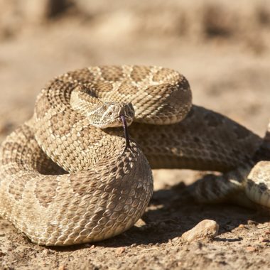 prairie rattlesnake hissing