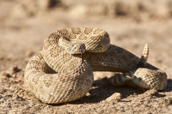 prairie rattlesnake hissing